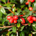 Green leaves and red fruit  screen for extension Chrome web store in OffiDocs Chromium