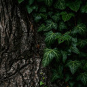 Green leaves at the base of the tree  screen for extension Chrome web store in OffiDocs Chromium