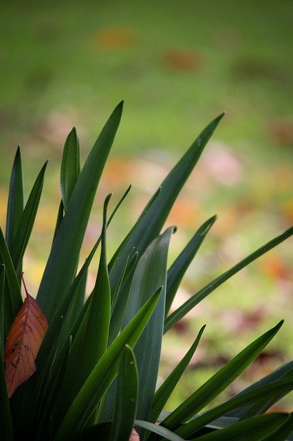 Gratis download Green Leaves Autumn - gratis foto of afbeelding om te bewerken met de online GIMP-afbeeldingseditor