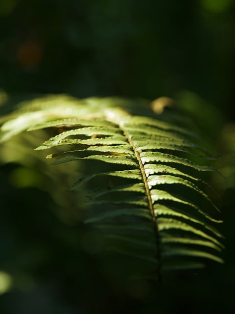 Free download green leaves fern foliage plant free picture to be edited with GIMP free online image editor