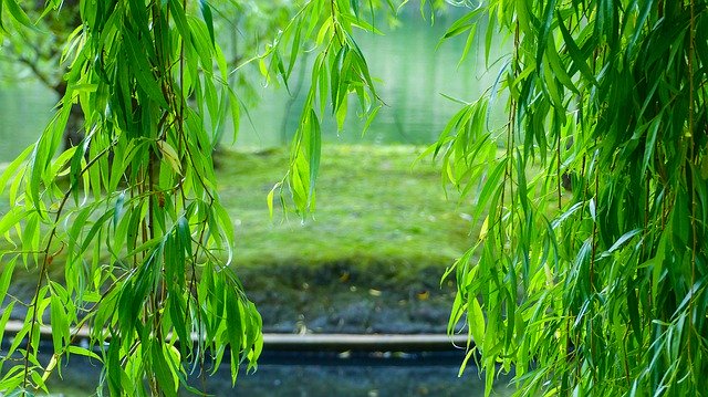 Скачать бесплатно Green Leaves Island - бесплатное фото или изображение для редактирования с помощью онлайн-редактора GIMP