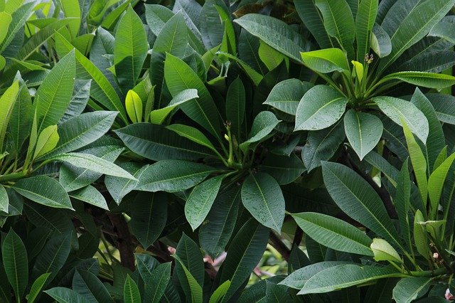 הורדה חינם של Green Leaves Natural - תמונה או תמונה בחינם לעריכה עם עורך התמונות המקוון GIMP