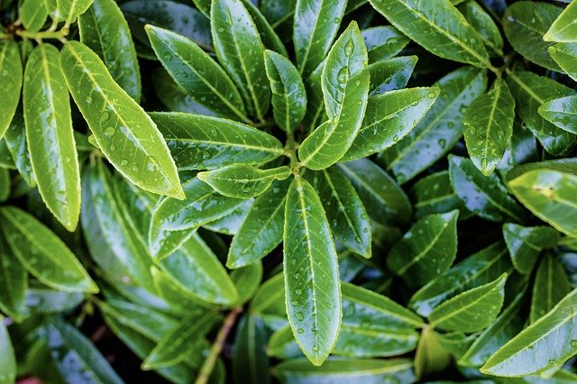 Gratis download Green Leaves Nature - gratis foto of afbeelding om te bewerken met GIMP online afbeeldingseditor