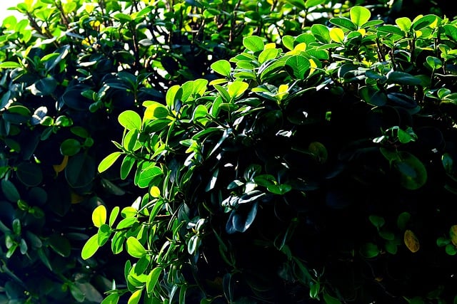 Free download green leaves nature plant leaves free picture to be edited with GIMP free online image editor