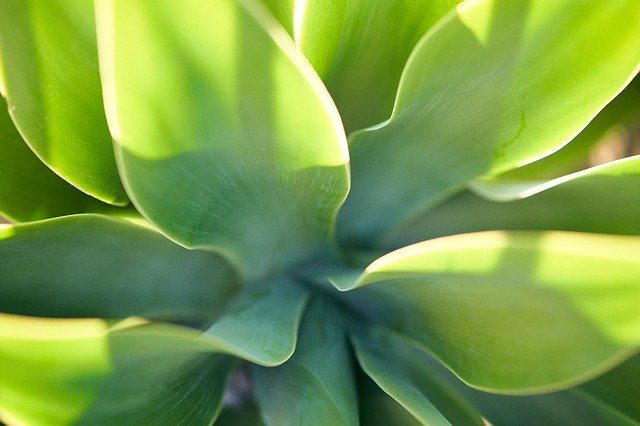 Free download Green Leaves Plant -  free photo or picture to be edited with GIMP online image editor