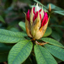 Green leaves red flowers  screen for extension Chrome web store in OffiDocs Chromium