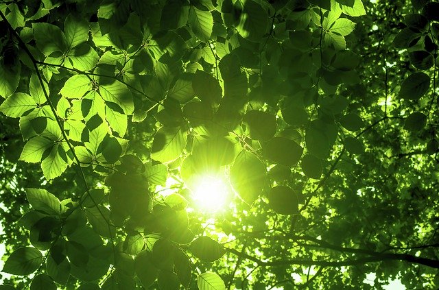 Scarica gratuitamente Green Leaves Sunshine: foto o immagine gratuita da modificare con l'editor di immagini online GIMP