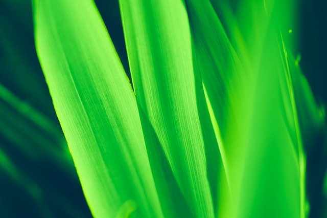 ດາວ​ໂຫຼດ​ຟຣີ Green Leaves Texture - ຮູບ​ພາບ​ຟຣີ​ຫຼື​ຮູບ​ພາບ​ທີ່​ຈະ​ໄດ້​ຮັບ​ການ​ແກ້​ໄຂ​ກັບ GIMP ອອນ​ໄລ​ນ​໌​ບັນ​ນາ​ທິ​ການ​ຮູບ​ພາບ​