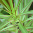 Green leaves with purple edges  screen for extension Chrome web store in OffiDocs Chromium