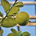 Green lemon  screen for extension Chrome web store in OffiDocs Chromium