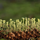 Green Lichens  screen for extension Chrome web store in OffiDocs Chromium