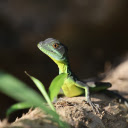 Green Lizard  screen for extension Chrome web store in OffiDocs Chromium