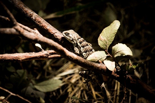 Free download Green Lizard Iguana -  free photo or picture to be edited with GIMP online image editor