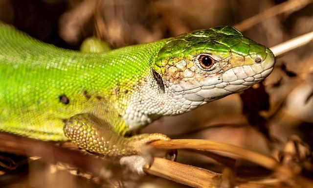 Free download green lizard lizard nature reptile free picture to be edited with GIMP free online image editor