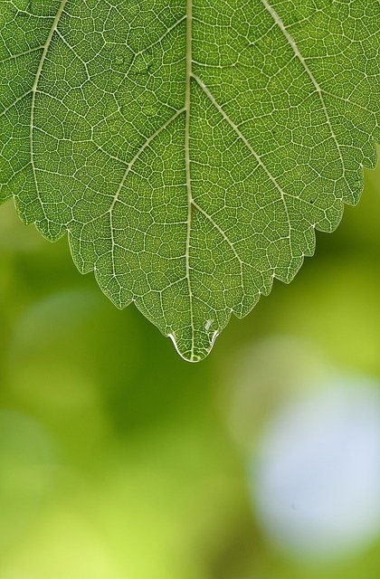 Free picture Green Macro Wallpaper -  to be edited by GIMP free image editor by OffiDocs