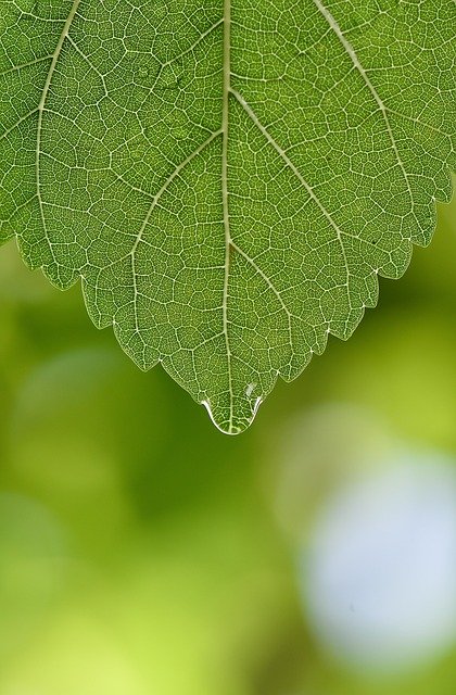 Free download Green Macro Wallpaper -  free photo or picture to be edited with GIMP online image editor