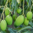 Green Mango Branches  screen for extension Chrome web store in OffiDocs Chromium