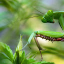 Green mantis and its hard claws  screen for extension Chrome web store in OffiDocs Chromium