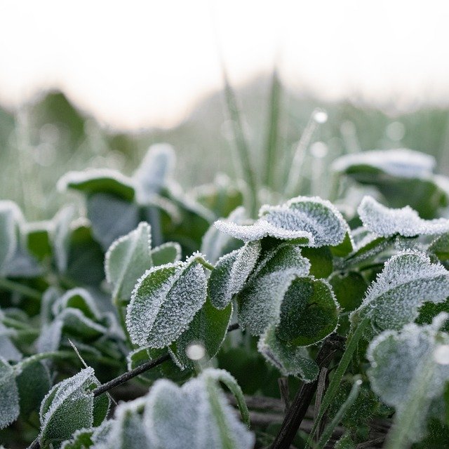 Free download Green Morning Frost -  free photo or picture to be edited with GIMP online image editor