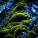 Green moss clings to rocks  screen for extension Chrome web store in OffiDocs Chromium