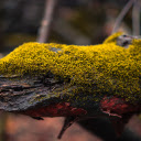 Green moss log  screen for extension Chrome web store in OffiDocs Chromium