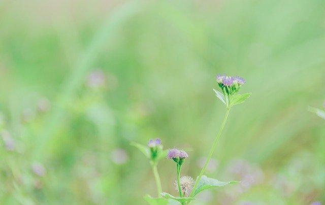 Free download Green Natural Forest -  free photo or picture to be edited with GIMP online image editor