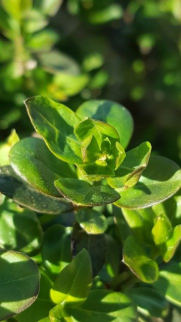 تنزيل Green Nature Bud مجانًا - صورة مجانية أو صورة لتحريرها باستخدام محرر الصور عبر الإنترنت GIMP