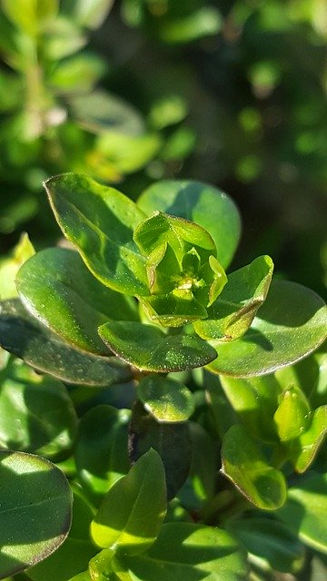 免费下载 Green Nature Bud - 可使用 GIMP 在线图像编辑器编辑的免费照片或图片