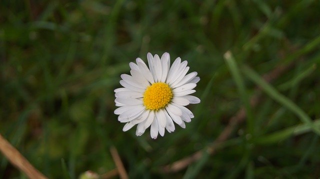 Descărcare gratuită Green Nature Flower - fotografie sau imagini gratuite pentru a fi editate cu editorul de imagini online GIMP