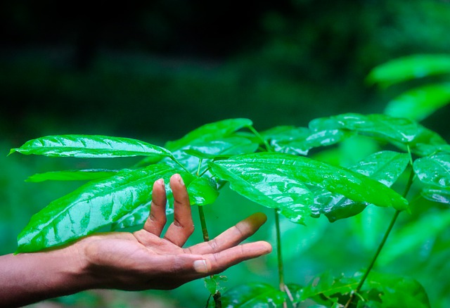 Free download green nature forest hands leaves free picture to be edited with GIMP free online image editor
