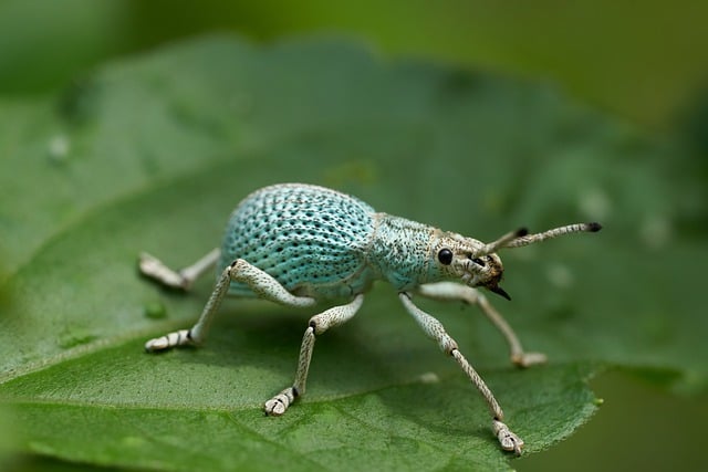 Free download green nature macro insect bug free picture to be edited with GIMP free online image editor