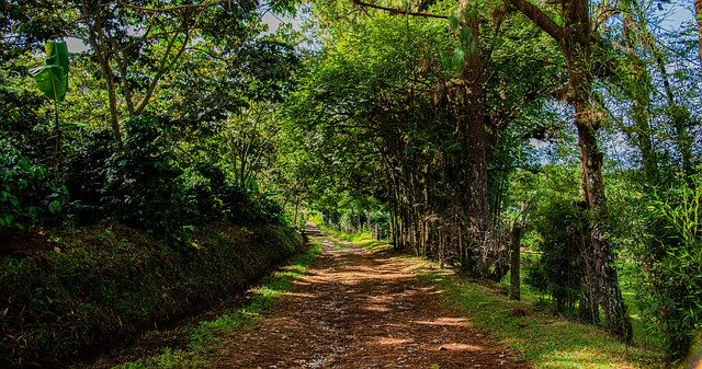 دانلود رایگان Green Nature Peace - عکس یا تصویر رایگان قابل ویرایش با ویرایشگر تصویر آنلاین GIMP