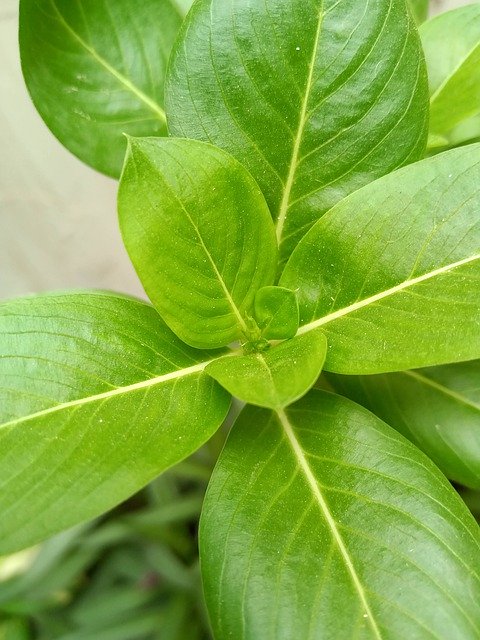 ดาวน์โหลดฟรี Green Nature Plant - ภาพถ่ายหรือรูปภาพฟรีที่จะแก้ไขด้วยโปรแกรมแก้ไขรูปภาพออนไลน์ GIMP