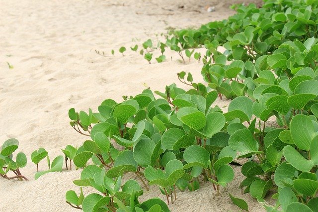 Téléchargement gratuit de Green Nature Sea - photo ou image gratuite à éditer avec l'éditeur d'images en ligne GIMP