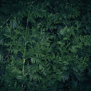 Green needles  screen for extension Chrome web store in OffiDocs Chromium