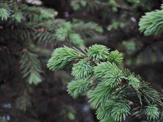 Gratis download Green Needles Tree - gratis foto of afbeelding om te bewerken met GIMP online afbeeldingseditor