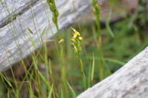 Free download Green orchid on Gable Island free photo or picture to be edited with GIMP online image editor