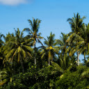 Green Palm Trees under a Blue Sky  screen for extension Chrome web store in OffiDocs Chromium