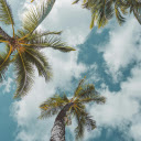 Green Palm Tree Under Blue Sky and White Clouds  screen for extension Chrome web store in OffiDocs Chromium