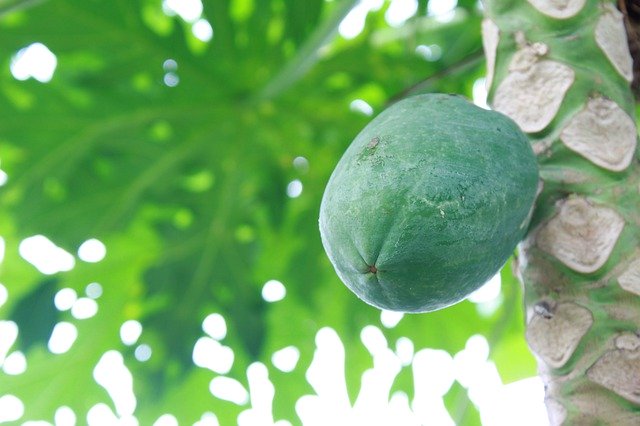 Descarga gratuita Green Papaya Food: foto o imagen gratuita para editar con el editor de imágenes en línea GIMP