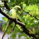 Green parrot and leaves  screen for extension Chrome web store in OffiDocs Chromium