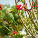 green parrot on red flower tree  screen for extension Chrome web store in OffiDocs Chromium