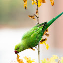 Green parrot on yellow leaf branch  screen for extension Chrome web store in OffiDocs Chromium