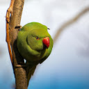 Green Parrot with Red Beak  screen for extension Chrome web store in OffiDocs Chromium