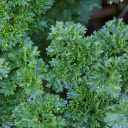 Green parsley  screen for extension Chrome web store in OffiDocs Chromium