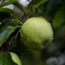 Green persimmon  screen for extension Chrome web store in OffiDocs Chromium