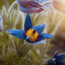 Green petal flower  screen for extension Chrome web store in OffiDocs Chromium