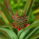 Green Pineapple Tree  screen for extension Chrome web store in OffiDocs Chromium
