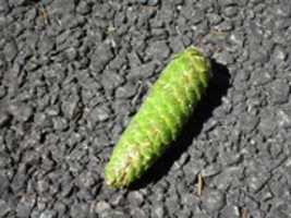 Free download Green Pinecone (Rare!) free photo or picture to be edited with GIMP online image editor