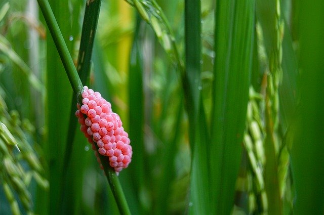 Free download Green Pink Nature -  free photo or picture to be edited with GIMP online image editor